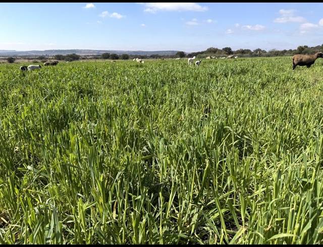 FARM FOR SALE IN HEILBRON